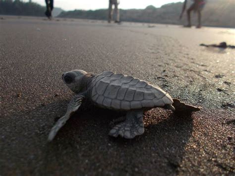 Olive and kemp's ridleys are the smallest of the sea turtles, weighing up to 100 pounds and reaching only about 2 feet in shell length. Olive Ridley Sea Turtle Facts for Kids - Smallest Turtle ...