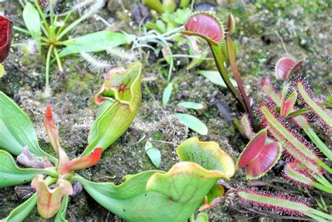 Carnivorous Plants Pitcher Plant