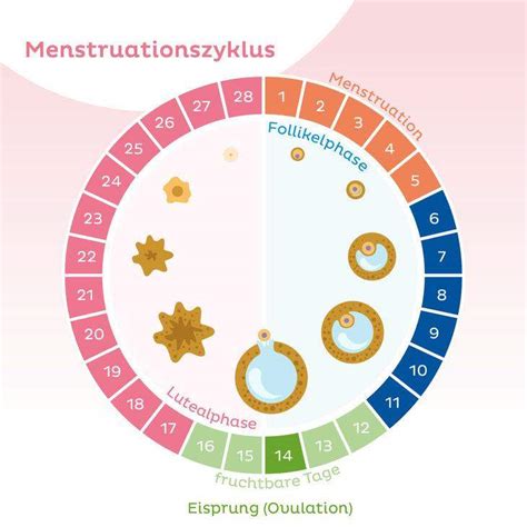 sex ohne verhütung in 12 tagen pro monat möglich liebe und beziehung