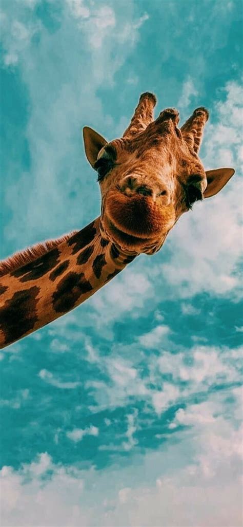 Giraffe Safari Funny Hd Phone Wallpaper Peakpx