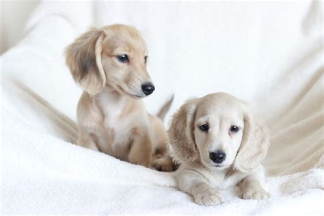 63 Irish Cream Dachshund Puppies Photo Bleumoonproductions