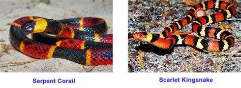 Coral snakes are known for being elusive burrowing snakes. Costa Rica