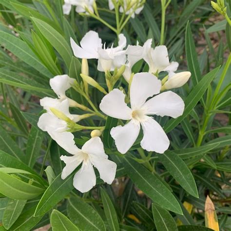 Nerium Oleander Petite Pink 1 Live Plant Ship In 6 Pot Etsy