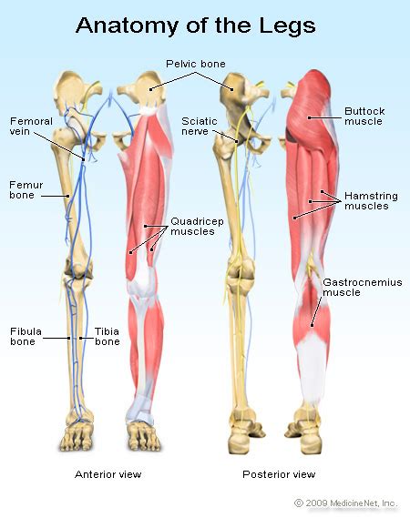 Leg muscles diagram labeled : Broken Leg: X-Rays, Therapy & Recovery Time
