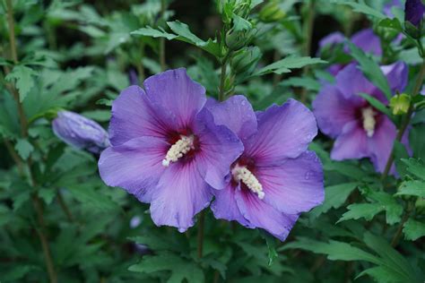 paraplu violet® rose of sharon hibiscus x proven winners