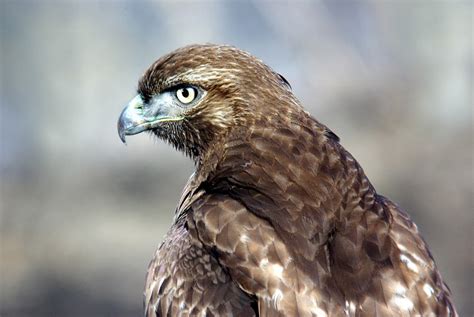 free images nature wing profile looking wildlife portrait beak eagle predator fauna