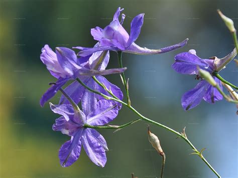 Species Forking Larkspur Consolida Regalis Gray