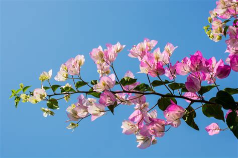 Free Images Tree Branch Blossom Flower Petal Bloom Spring