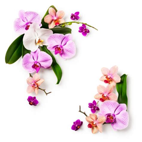 Best Orchid Border Stock Photos Pictures And Royalty Free Images Istock