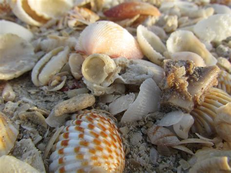 Sea Shells Seashell Free Photo On Pixabay Pixabay