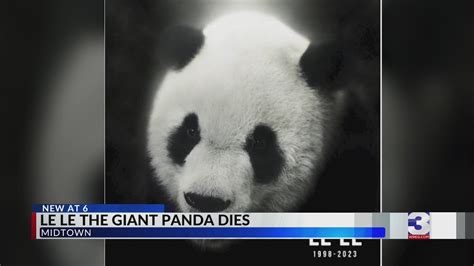 Le Le The Giant Panda Dies Youtube