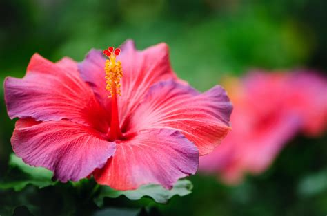 Learn About Hibiscus Plant Care Kellogg Garden Organics™