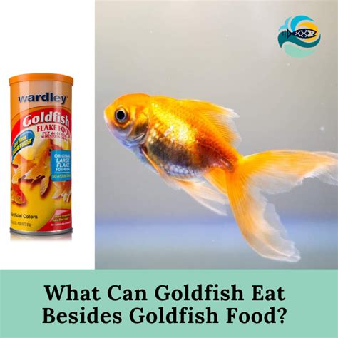 What Can Goldfish Eat Besides Goldfish Food Love To Find