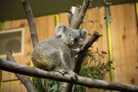 Tonami The Koala Flies In To Edinburgh Zoo My Weekly