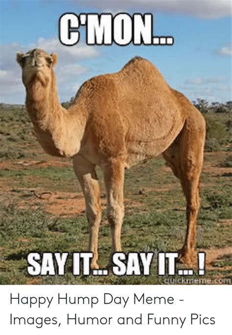 Cmon Say It Say It Happy Hump Day Meme Images Humor And Funny Pics Funny Meme On Me Me