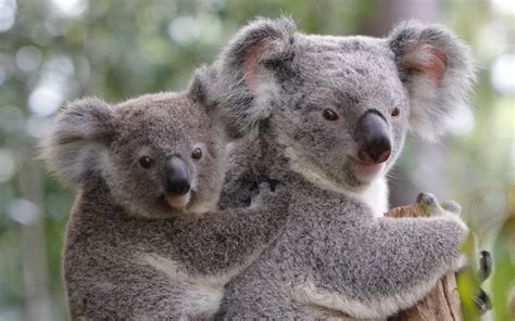 These Adorable Animals Are Helping Australias Tourism Travel Leisure