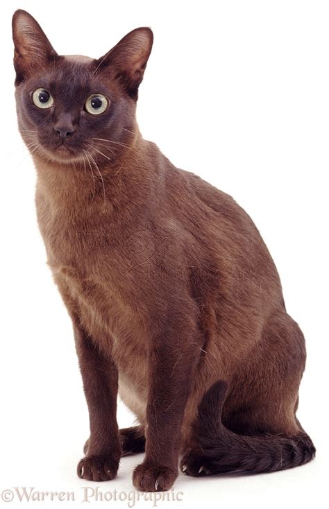 Brown Burmese Cat Photo Wp04450