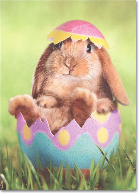 Bunny In Easter Egg Easter Card Greeting Card By Avanti Press Ebay