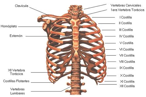 Sistema Muscular Y Oseo Huesos Del Torax