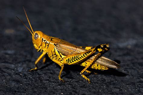 Whats The Habitat Of A Locust Let Us Explore Where They Live Animal