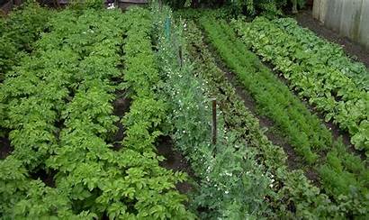 Vegetable Garden Growing Tips Awesome Grow Following