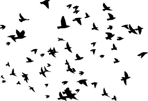 鸟群图片大全 鸟群图片素材PNG免费下载 设计网