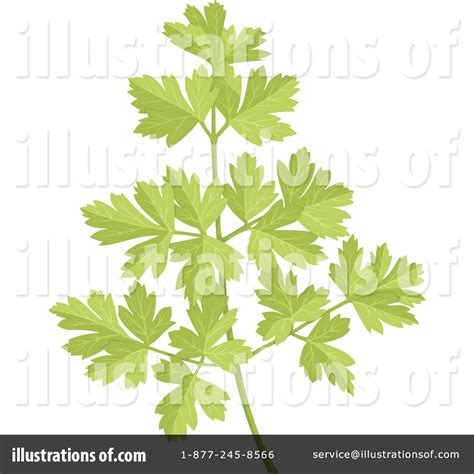 Parsley Clipart 1099844 Illustration By Any Vector