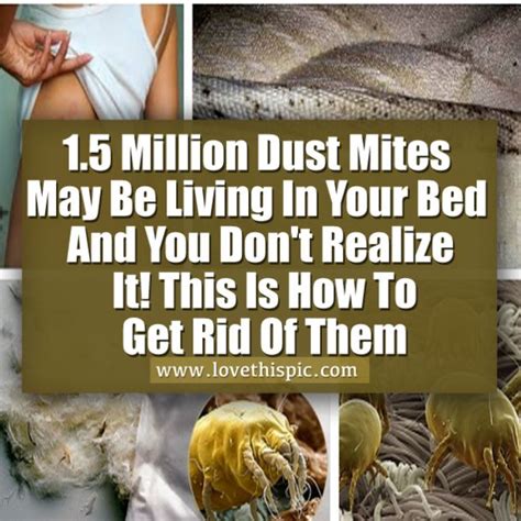 15 Million Dust Mites May Be Living In Your Bed And You Dont Realize