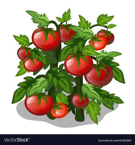 Planting And Cultivation Of Tomato Vector Image On ผลไม้ ผัก