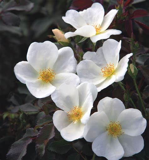 White Knock Out® Rose Natorps Online Plant Store