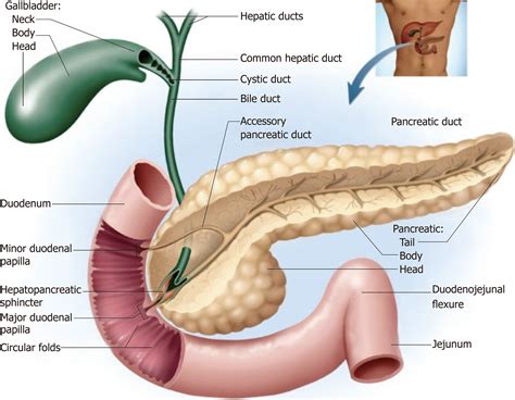 Common Bile Duct Anatomy Anatomy Diagram Source