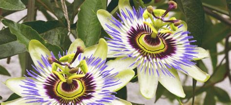 Passion Flower Benefits Uses Risks And Side Effects Dr Axe