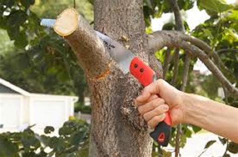 A Guide To Pruning Deciduous Trees Sanctuary Point Garden Centre