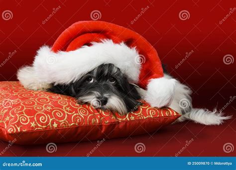 Cute Havanese Puppy With Santa Hat On Red Cushion Stock Photo Image