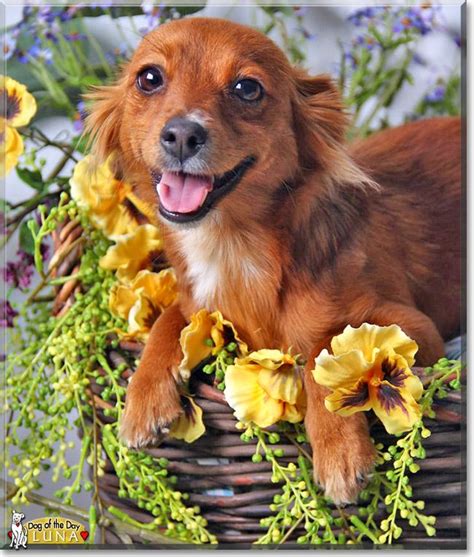 In this video i show a quick way to groom a long haired dachshund. Read Luna's story the Long Haired Dachshund mix from USA ...