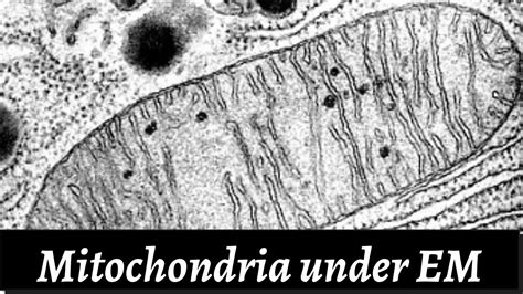 Mitochondria Under Electron Microscope Youtube