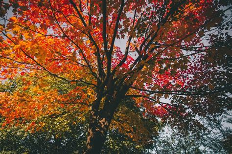 Wallpaper Id 213344 A Tree With Yellow Orange And Red Autumn Leaves