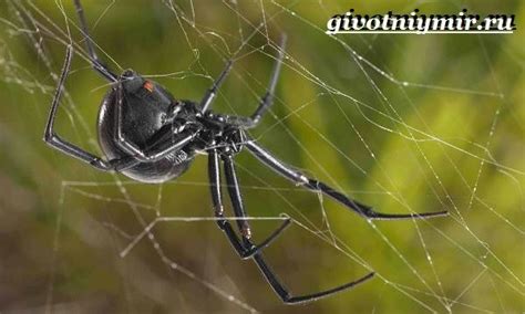 Например, укус черной вдовы приводит к сильным аллергическим реакциям, интоксикации. Черная вдова паук. Образ жизни и среда обитания черной ...