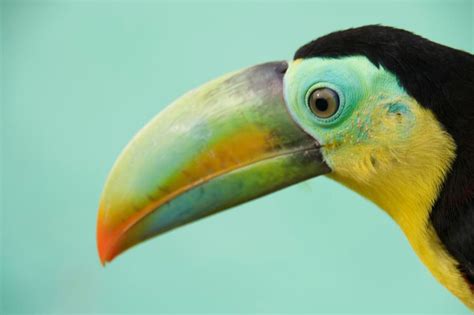 Beautiful Keel Billed Toucan Keeps A Watchful Eye In Panama Big Think