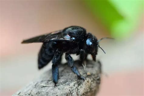 Are Black Bumble Bees Dangerous To Humans Quora
