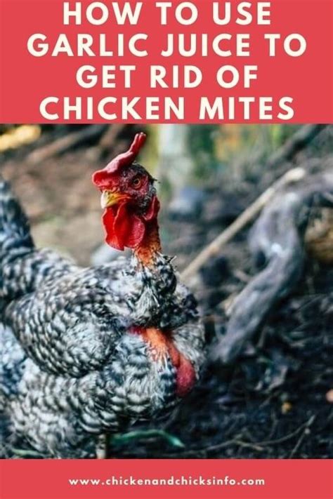 How To Use Garlic Juice To Rid Chicken Mites Chicken And Chicks Info