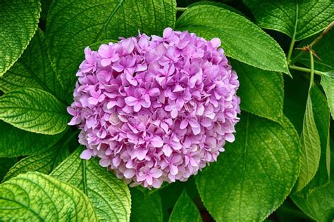 Beautiful Purple Hydrangea Flowers In The Garden Stock Photo Image