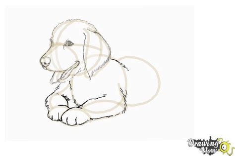 How To Draw A Golden Retriever Puppy Drawingnow