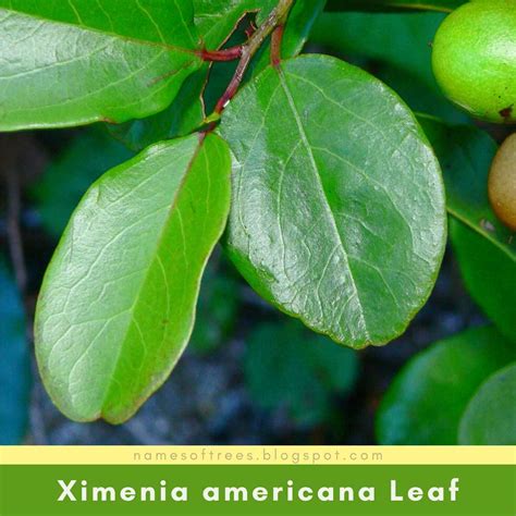 Characteristics Of Hog Plum Tree Ximenia Americana In The Wild