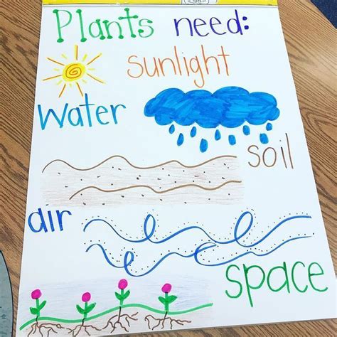 Plant Needs Anchor Chart In 2022 Anchor Charts First Grade Lessons