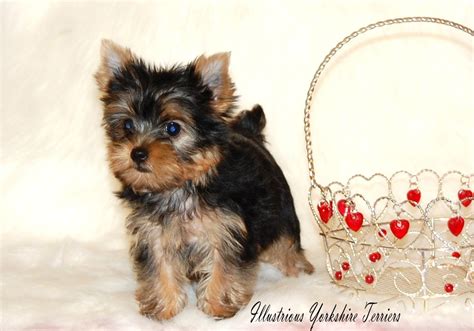 Our yorkiepoo puppies for sale are an adorable, small companion that will bring laughter and friendship to your home. 17 Inspirational Yorkie Puppies For Sale Near Me | Puppy ...