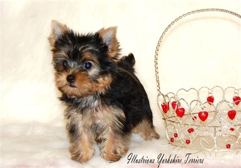 Yorkshire terrier yorkie puppies for sale!!! 17 Inspirational Yorkie Puppies For Sale Near Me | Puppy ...