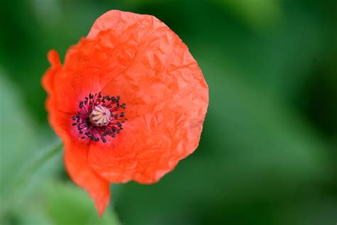 Red Poppy Free Stock Photo Public Domain Pictures
