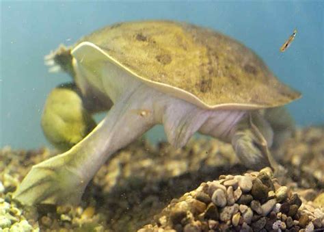 Check spelling or type a new query. Pictures of Chinese Soft-Shelled Turtles | 亀