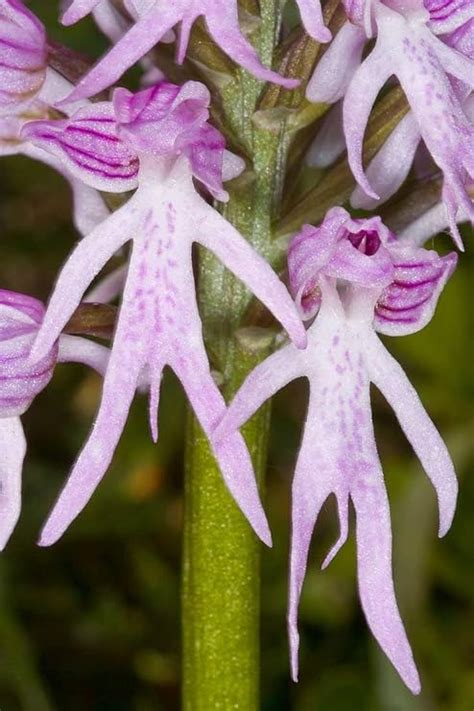 Potseed Orchis Italica Naked Man Orchid Italian Orchid Seeds Amazon Co Uk
